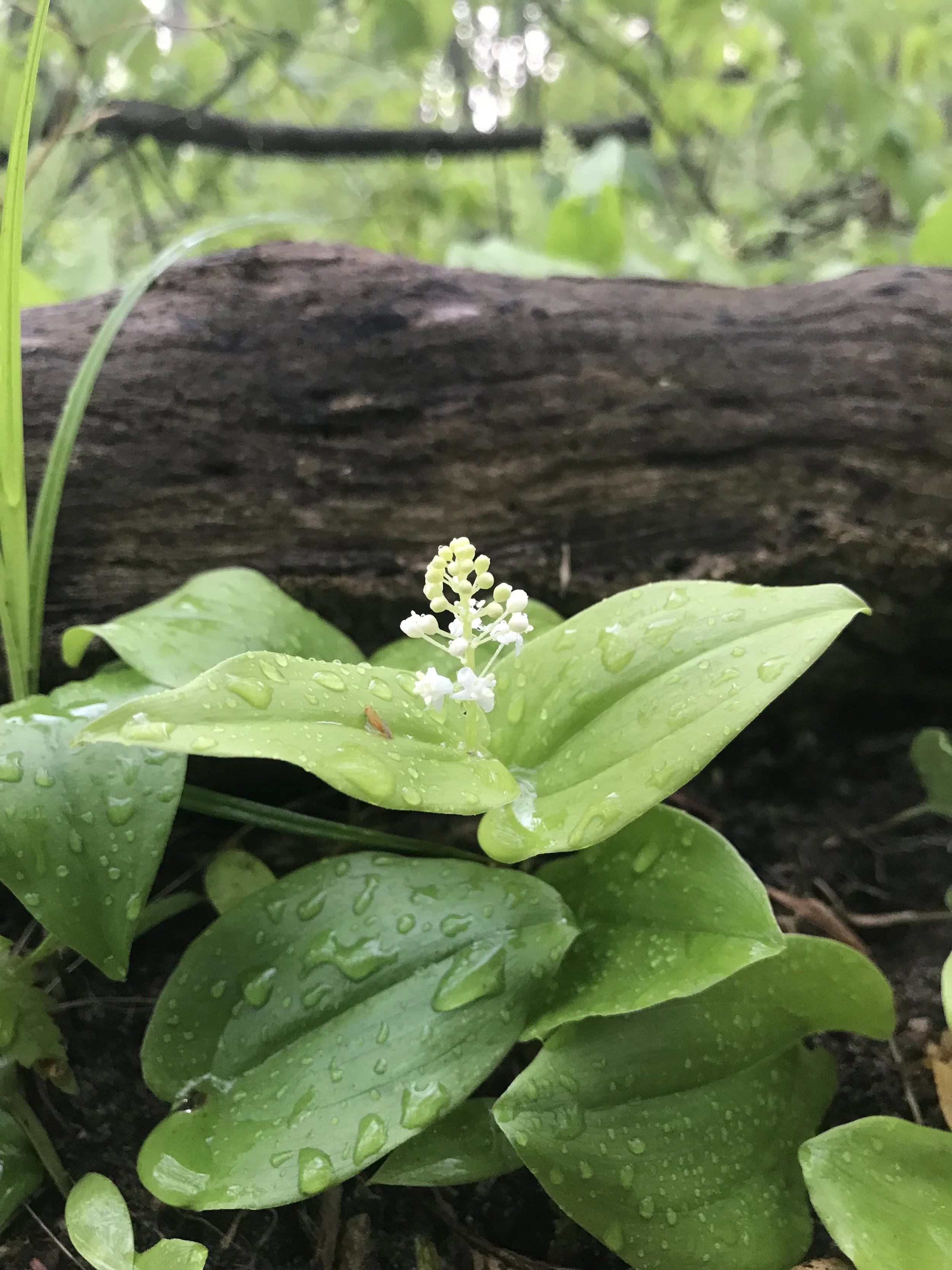 Canada Mayflower (Maianthemum canadense) — Wild Ginger Woodlands